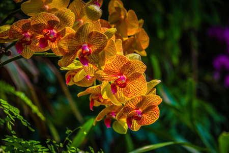 Phalaenopsis close up view in the dark backgroundの写真素材