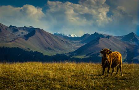 Landscape scenery view of a grassland in Xinjiang, Chinaの写真素材