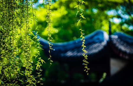 Willowの写真素材