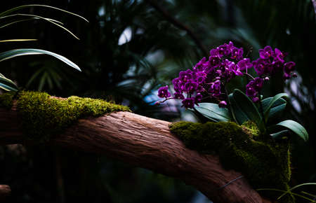 Moth orchidの写真素材