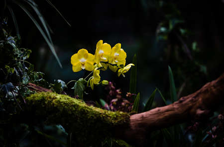 Moth orchidの写真素材