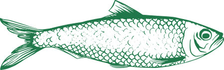 Hand drawn herring or sardines fish illustration for seafood, canned fish, frozen food and restaurantのイラスト素材