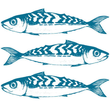 illustration of seafood fish mackerel for fishing, food, restaurant and otherのイラスト素材