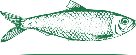 herring or sardine fish drawing illustration for food, seafood, frozen food, canned fish & restaurantのイラスト素材
