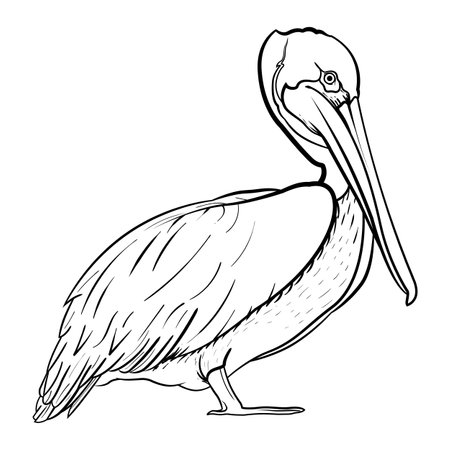 pelican bird line art drawing vectorのイラスト素材