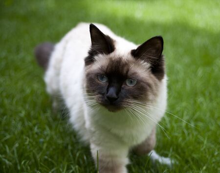 Ragdoll cat in grassの写真素材
