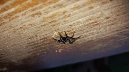 Ordinary mijnspinAtypus affinisの写真素材