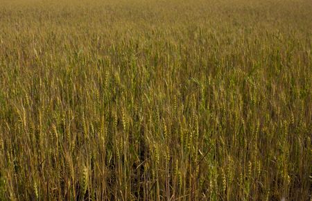 wheatの写真素材