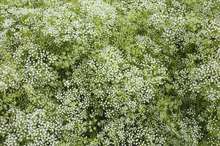 Gypsophila paniculata L.の写真素材