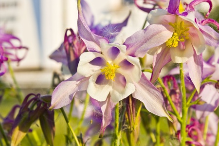 flowers on the lawnの写真素材