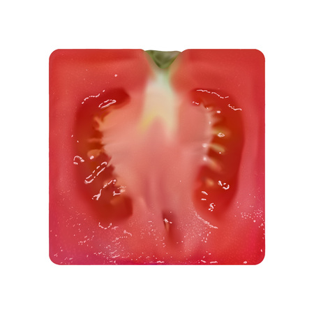 Ripe red half of tomato on white background. Photo-realistic vector illustration of square-shaped tomato in longitudinal section.のイラスト素材