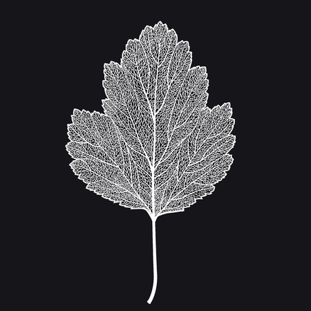 Vector skeletonized leaf of a hawthorn on a black background. The graphic element may be used as a design background, business cards, postcards, etc.のイラスト素材