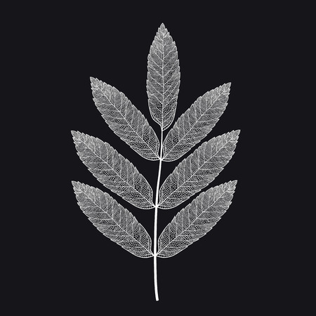 Vector skeletonized rowan leaf on a black background. The graphic element may be used as a design background, business cards, postcards, etc.のイラスト素材