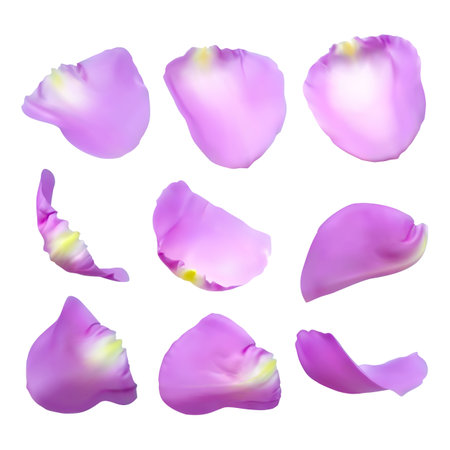 Realistic rose petals. Vector illustration with mesh gradients. EPS10.のイラスト素材