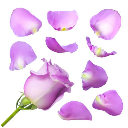 Realistic rose petals. Vector illustration with mesh gradients. EPS10.のイラスト素材