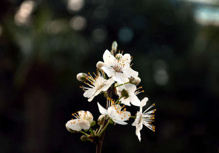 Spring flowering plum. The flower in the foregroundの写真素材