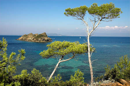 Landscape with pinesの写真素材