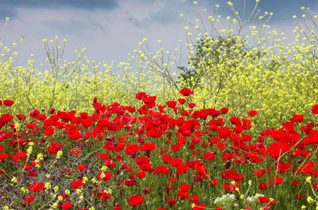 poppies, yellow flowes and skyの写真素材