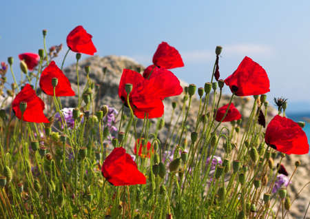Poppies, stone near the seaの写真素材