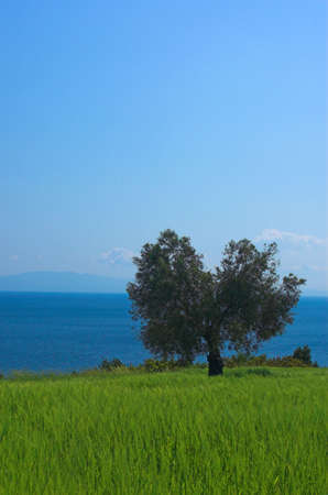 Alone green tree on the fieldの写真素材