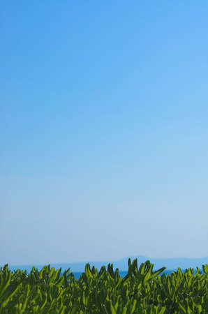 Grass background with blue skyの写真素材