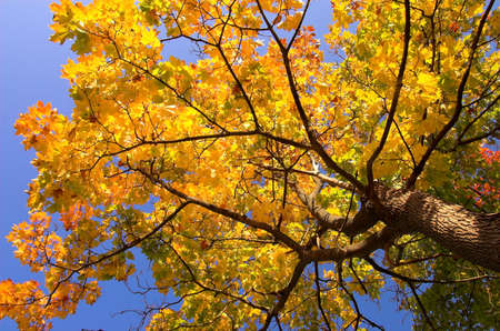 Autumn gold maple tree