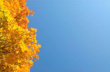 Orange maple leaves leftの写真素材