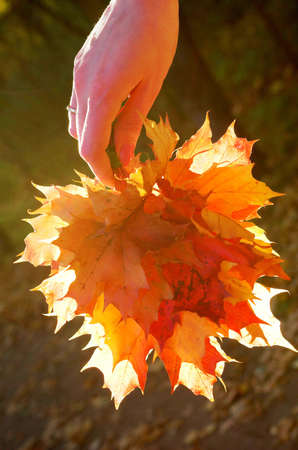 Autumn leaves in the handの写真素材