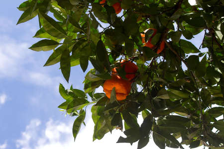 Ripe orange mandarins on the green branch in Rome, Italyの写真素材
