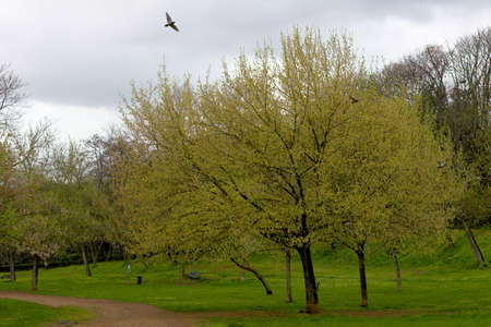 yellow trees and green grass in park, Rome, Italy の写真素材