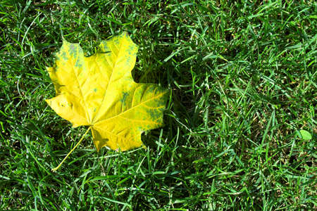 Single yellow maple leaf  lying on  green grassの写真素材