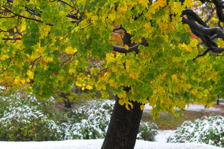 canadian maple leaves on three and snowの写真素材