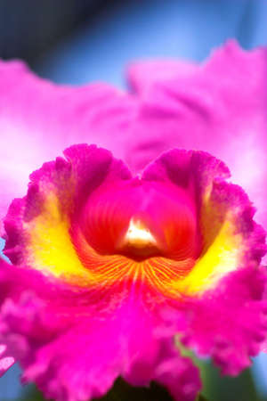 Color orchid flower in Thailandの写真素材