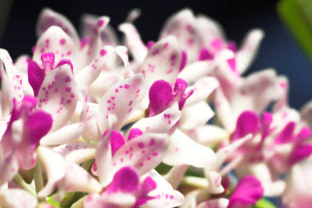 Color orchid flower in Thailandの写真素材