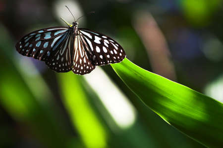 beautiful butterfly on the leaf, macro viewの写真素材
