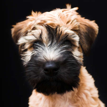 Irish soft coated wheaten terrier on blackの写真素材