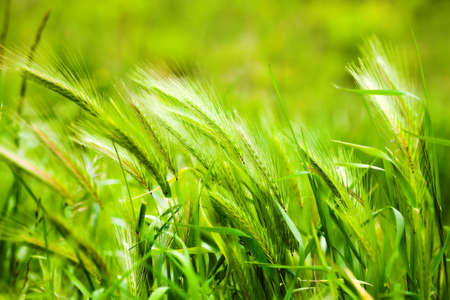 Green grass fieldの写真素材