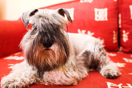 minischnauzer dog laying on red sofaの写真素材