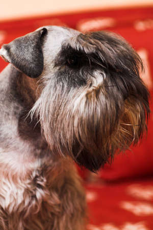 minischnauzer dog laying on red sofaの写真素材