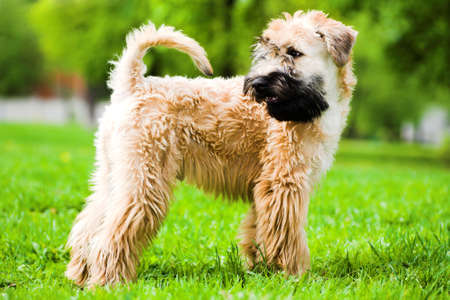 Irish soft coated wheaten terrier stay on grassの写真素材