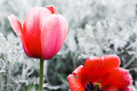 red tulipsの写真素材
