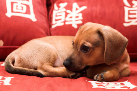 Dachshund puppy lay on red sofaの写真素材