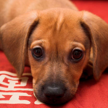 Dachshund puppy lay on red sofaの写真素材