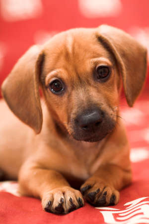 Dachshund puppy lay on red sofaの写真素材