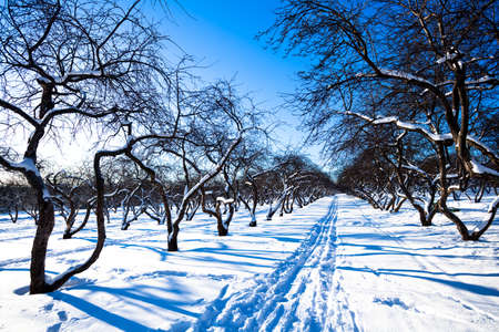 Ski track in winter snowy apple trees gardenの写真素材