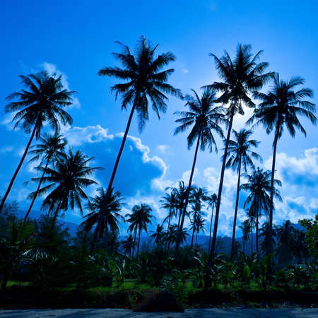 Palm forest silhouettes on blue skyの写真素材