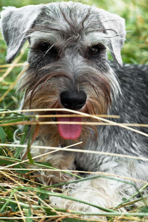 Puppy minischnauzer lying in grassの写真素材