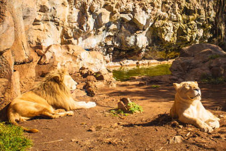 Male and female lions have a rest in zoo