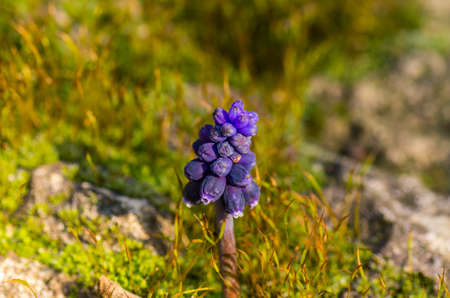 beautiful delicate flower, sprouted in stoneの写真素材