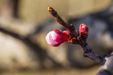 apple tree flowersの写真素材